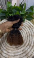 CURLY STAR BUNDLES 18''